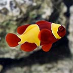 ORA® Captive-Bred Premium Goldflake Maroon Clownfish